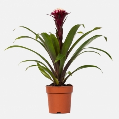 Guzmania Francesca Bitkisi